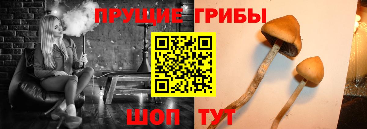 Псилоцибиновые грибы GOLDEN TEACHER  Вход с VPN  Саров  Псилоцибиновые грибы Psilocybine cubensis 